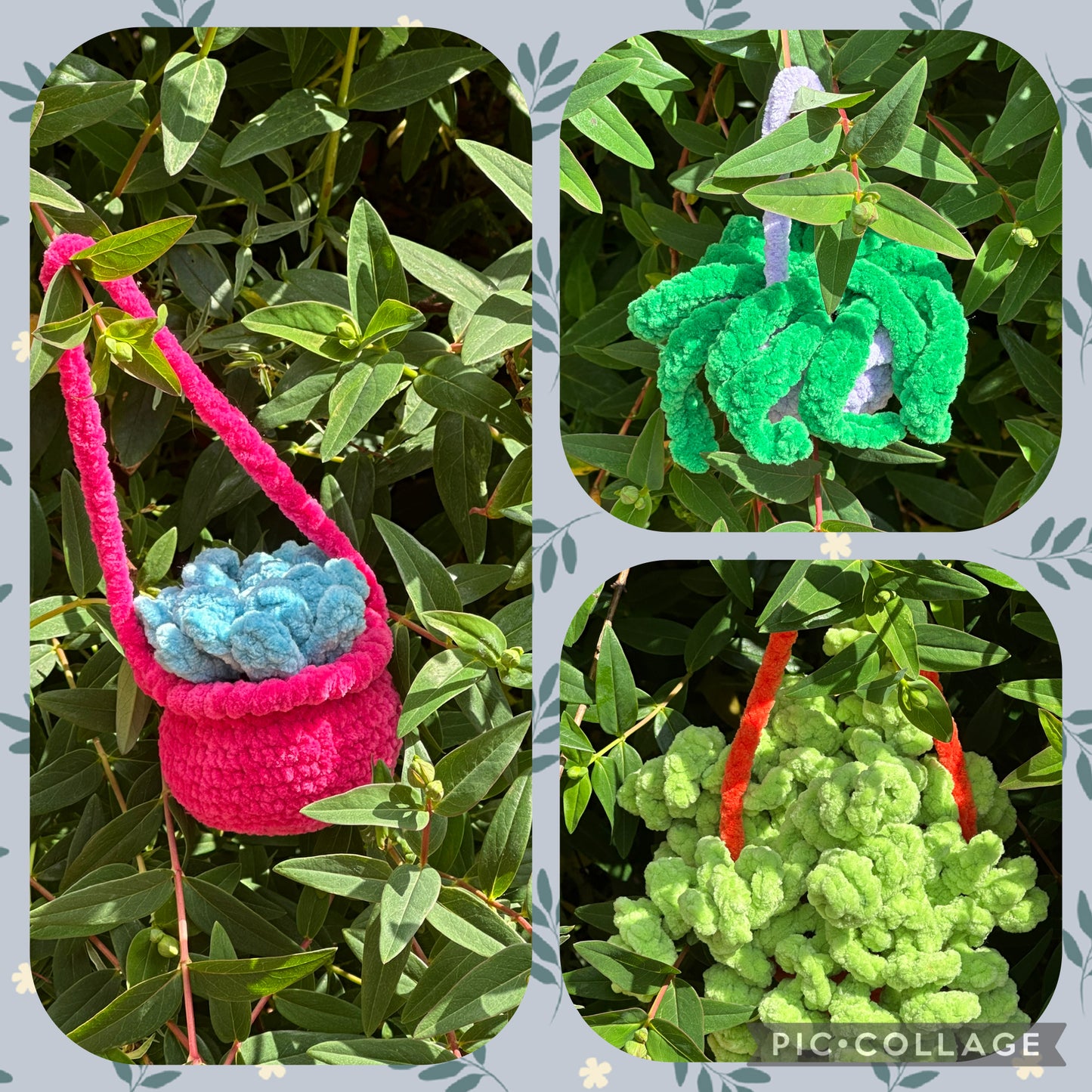 Hanging Plants