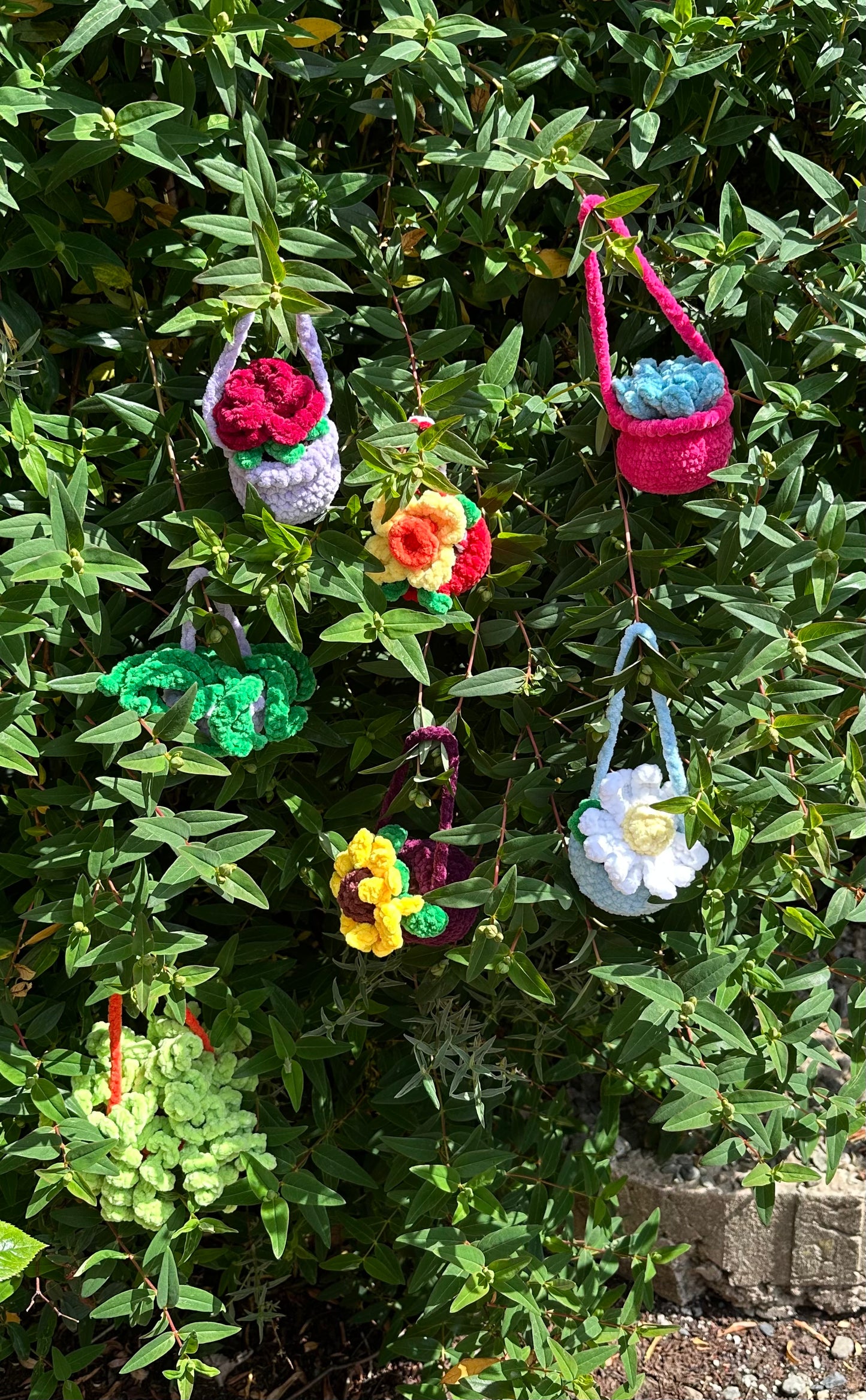 Hanging Plants