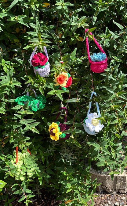 Hanging Plants