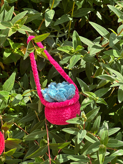 Hanging Plants