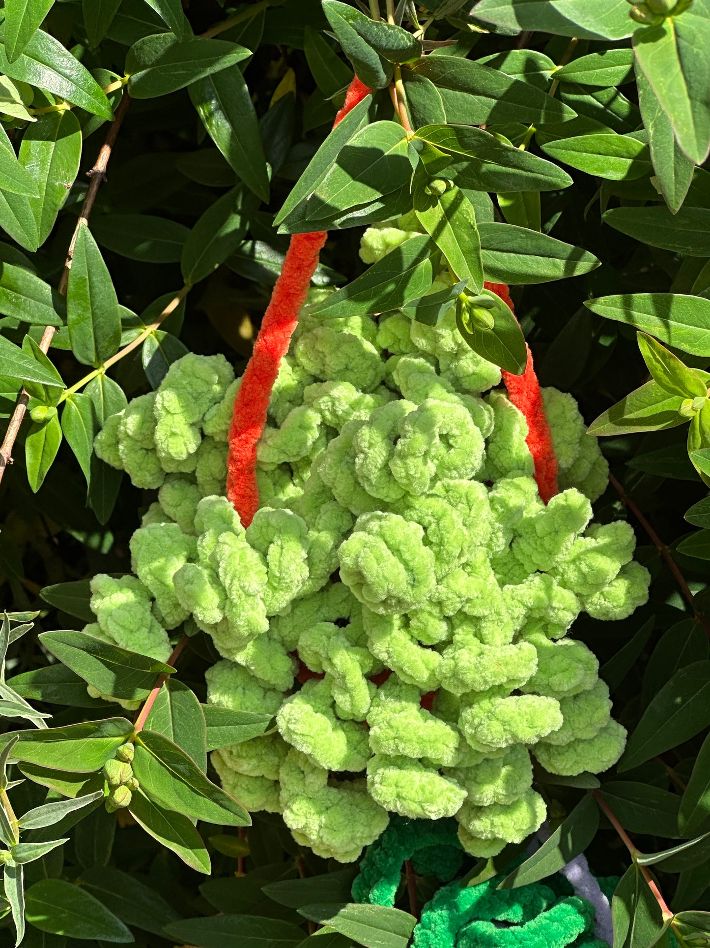 Hanging Plants