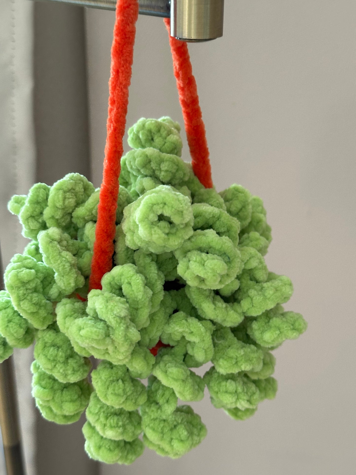Hanging Plants