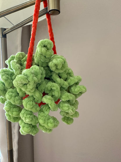 Hanging Plants