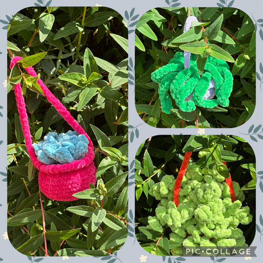 Hanging Plants