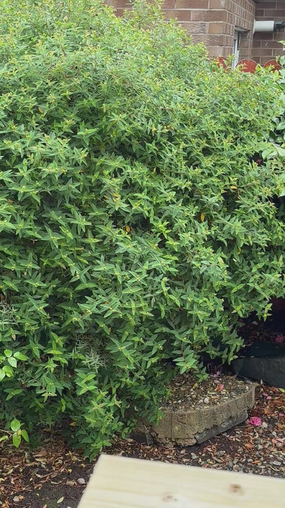 Little Robin Red Breast